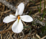 white Bird's Foot Violet - Viola pedata