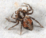 Oxyopes scalaris