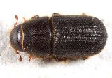 Black Turpentine Beetle - Dendroctonus terebrans