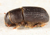 Black Turpentine Beetle - Dendroctonus terebrans