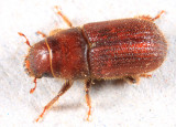 Red Turpentine Beetle - Dendroctonus valens