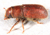 Red Turpentine Beetle - Dendroctonus valens