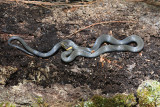 Northern Ring-necked  Snake - Diadophis punctatus edwardsi