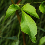 Golden Alexanders - Zizia aurea