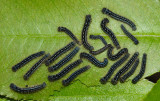 7698 - Forest Tent Caterpillar - Malacosoma disstria