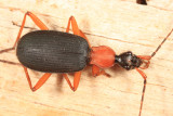 Galeritini - False Bombardier Beetle - Galerita bicolor