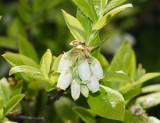 Highbush Blueberry - Vaccinium corymbosum