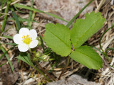 Wood Strawberry - Fragaria vesca