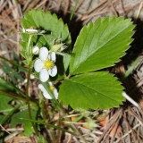 Wood Strawberry - Fragaria vesca
