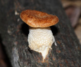 Hexagonal-pored Polypore - Neofavolus alveolaris