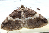7329-Variable Carpet Moth -- Anticlea vasiliata