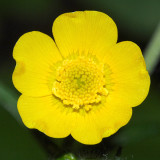 Tall Buttercup - Ranunculus acris