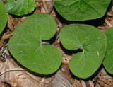 Wild Ginger - Asarum canadense