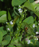 Thyme-leaved Speedwell - Veronica serpyllifolia