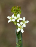 Tower Mustard - Arabis glabra