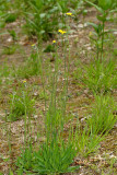 Field Hawkweed - Hieracium pratense