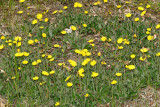 Mouse Ear - Hieracium pilosella