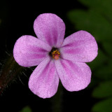 Robert Geranium - Geranium robertianum