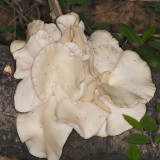 Pleurotus ostreatus