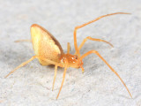Neospintharus trigonum