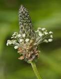 English Plantain - Plantago lanceolata