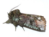 8007 - Unicorn Caterpillar Moth - Schizura unicornis