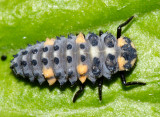 Seven-spotted Lady Beetle larva - Coccinella septempunctata