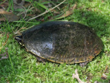 Musk Turtle (Stinkpot) - Sternotherus odoratus