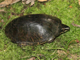 Musk Turtle (Stinkpot) - Sternotherus odoratus