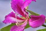 wet tree flower