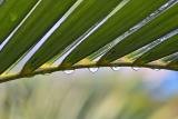 palm drops