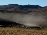 Steaming pile of sheep
