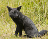 (black) Red Fox