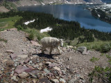 Goat @ Hidden Lake