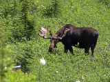 Bull Moose