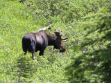 Bull Moose