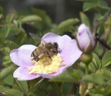 bee