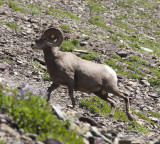 glacierNP_10_232.JPG