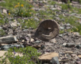 glacierNP_10_234.JPG