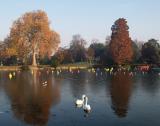 Swans and Chihuly