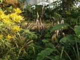 Chihuliy@Kew