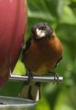 Black Headed GrosBeak