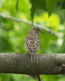 House Finch