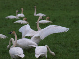 Trumpeter Swan