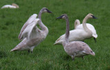 Trumpeter Swan