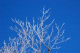 Iced Branches