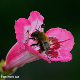 Bee In Pink Flower