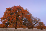 Frosty Morning Oaks