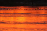 Birds on Ice at Sunrise 2