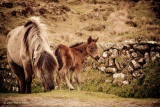 Dartmoor Mare & Foal